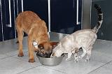 MANGER CHIEN ET CHAT 008